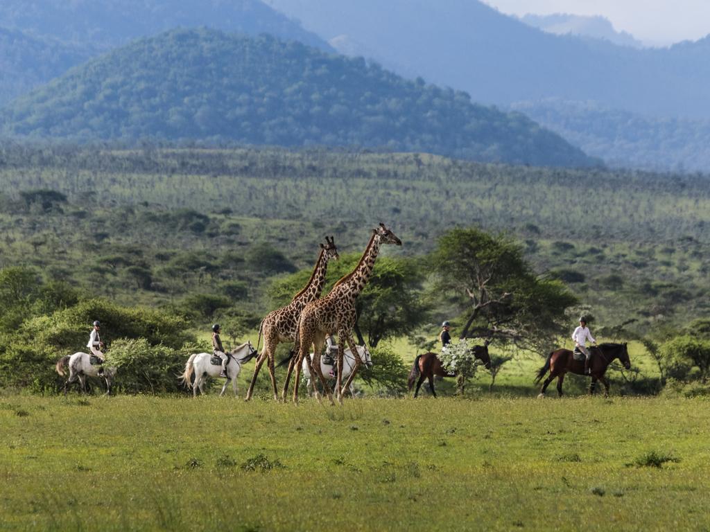 Elephants by Mount Kilimanjaro